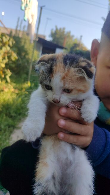 чао чао собака цена: Котята домашние, 2 мальчика, 2девочки пушистые и ладные. На выбор
