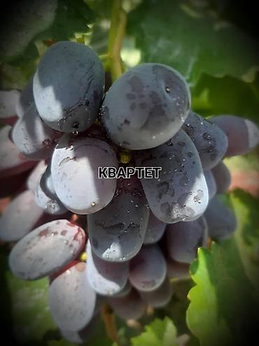 Виноград: НОВИНКИ СЕЛЕКЦИИ ВИНОГРАДА ПРЕМИАЛЬНОГО УРОВНЯ ! ДОМАШНИЙ СЛАДКИЙ — 16