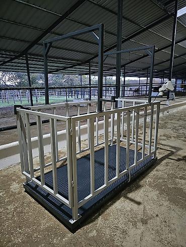ari ramkasi satisi: Inək tərəzsi 3 tonluq 1199 başlyır 1500 çin və Türkiyə istehsalı var — 1
