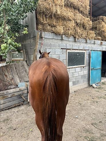 Продам с/х животных: Продаю | Жеребец | Конный спорт — 7