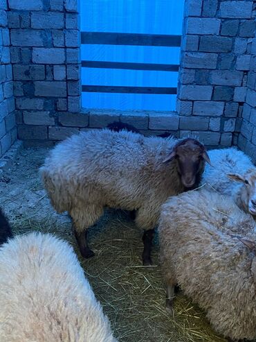 Qoyunlar, qoçlar: Erkək, Qala, il: 2, Damazlıq, Ünvandan götürmə — 6