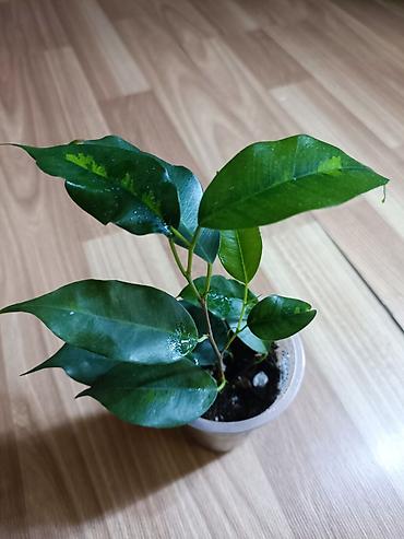 Фикусы: Фикусы Бенджамина разных сортов. Укоренённые черенки в стаканчиках с — 6