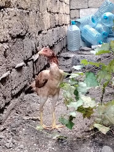 Digər quşlar: Sona qədər oxuyub sonra əlaqə saxlayın. 2 beçədi 2 fərə hərəsinin — 15