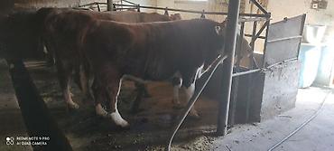 Коровы, быки: Продаю | Бык (самец) | Ангус, Герефорд | На откорм | Привязанные — 17