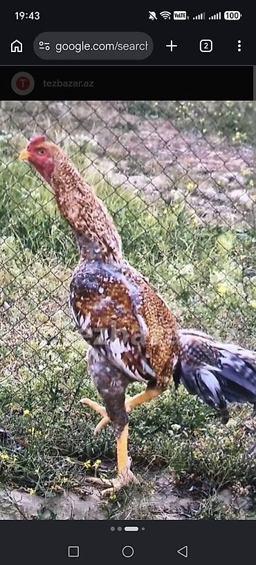 dekorativ quslar: Allahin salami olsun hamiya.Ev heyvanlari satilir.her qiymete var — 8