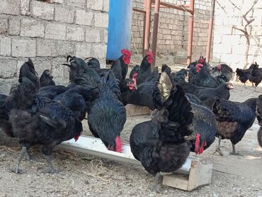 Toyuqlar: Toyuq, Australorp, Yumurtalıq — 1