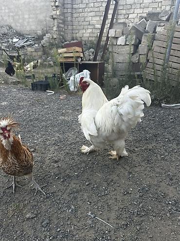 cuce ve xoruz temsili: Ag Brama xoruzu satılır — 2