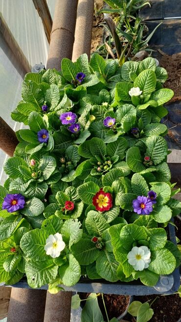 Şitillər: Bütün növ dekarativ ağacların və kol bitkiləri və meyvə ağacların -da lalafo.az — 14 Şitillər: Bütün növ dekarativ ağacların və kol bitkiləri və meyvə ağacların — 14