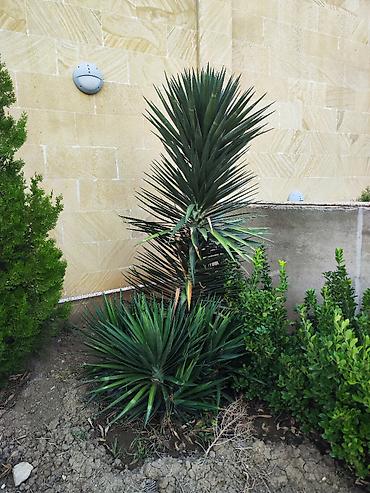 pixta agaci: Yucca: hətta yeni başlayanlarla birlikdə gedən sərt gözəllik. Bütün — 8