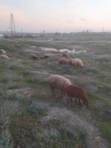 Qoyunlar, qoçlar: Qoyunlar — 12