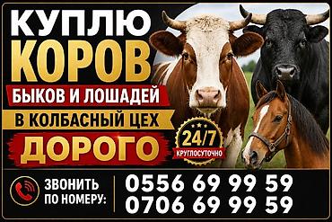 колбасный сех: Закупка сельскохозяйственных животных для колбасного цеха. Ищем к — 1