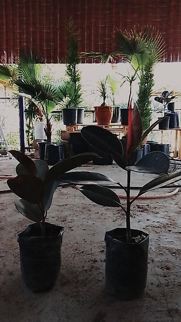 Otaq bitkiləri: 📲 050 590 41 46 🪻🪴🌳gül və — 6