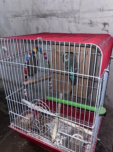 tutuquşlar: Üzərində nə görürsünüz üstündə verilir. Yuvada üzerinde verilir 2 — 2