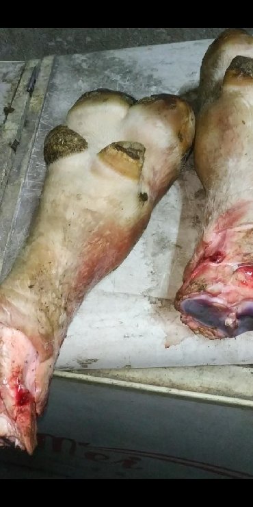 рыба толстолобик: Ношки говяжие на холодец свежие бычие большие цена за одну штуку