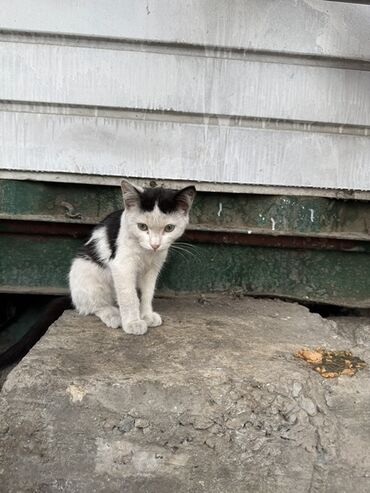 где можно купить кошку: Кошка даром: Беспородная, 3 месяца, Мальчик