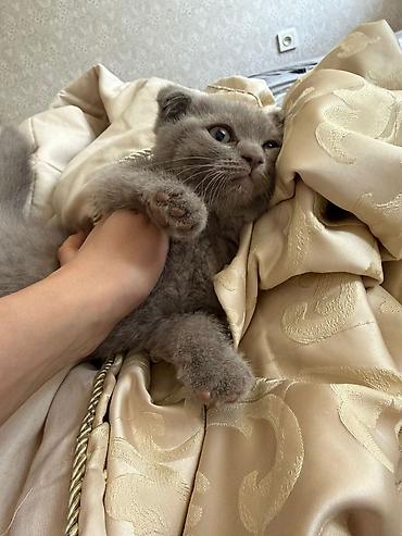 Кошки: Шотландская вислоухая — 1