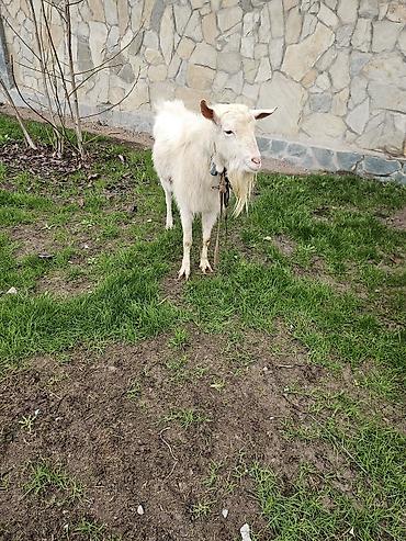 Козы, козлы: Продаю | Коза (самка) | Для молока — 8