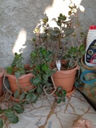 Süni güllər: Bu gülər satlır qiymətləri 1.2 manat yekə gülər 5 manat biri qalanı — 2