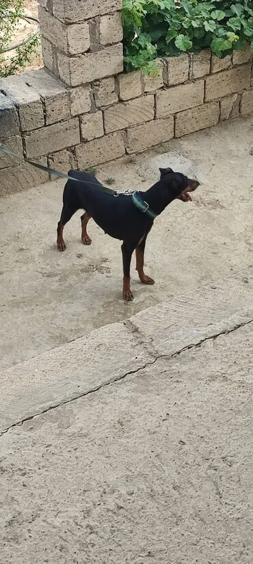 cins itlər: Doberman, 9 ay, Dişi, Peyvəndli, Ünvandan götürmə, Ödənişli çatdırılma