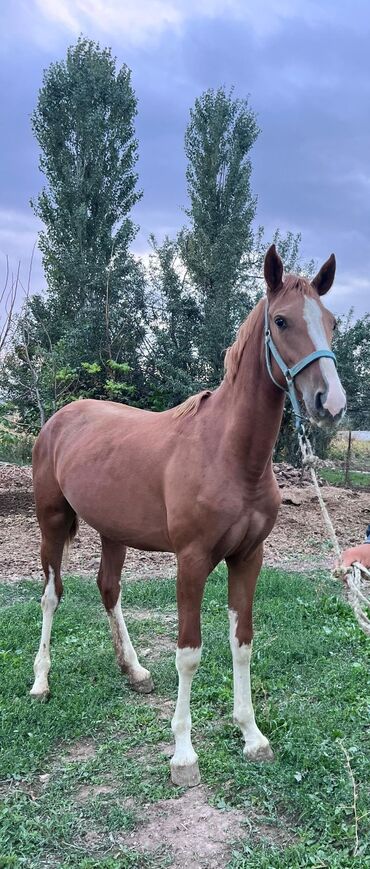 продаю жмых: Сатам | Бээ (ургаачы) | Дончак | Көбөйтүү үчүн | Асыл тукумдуу