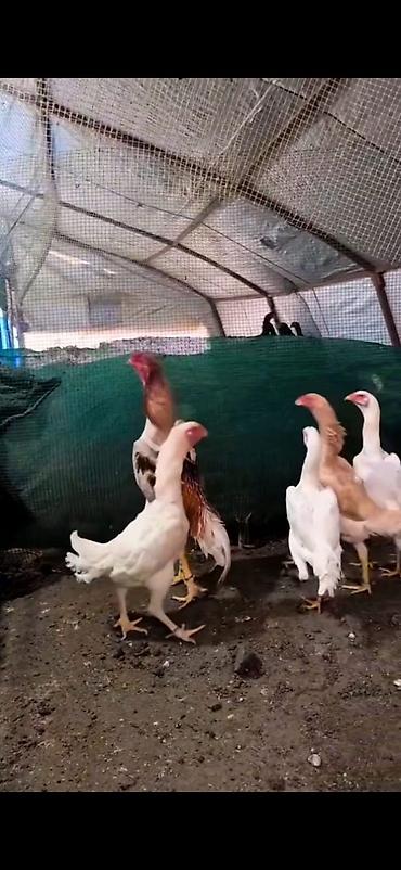 Cücələr: Toyuq cücələri, Damazlıq — 6