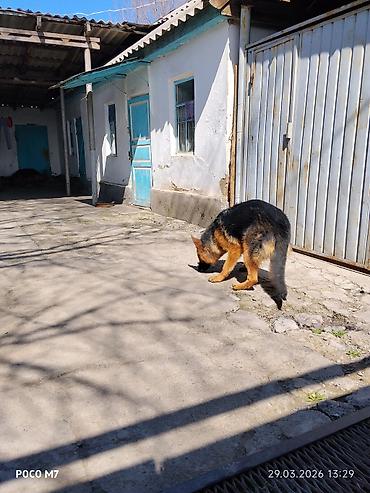 Продажа собак: Немецкая овчарка - Порода: немецкая овчарка (чёрно-рыжий окрас — 6