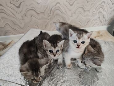 pişik sortu: Şinşilla, Dişi, Yaxşı əllərə, Ünvandan götürmə