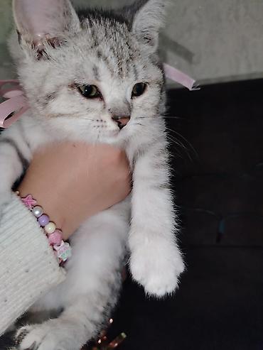 Pişiklər: Gümüş rəngli, zolaqlı, qısa tüklü balaca pişik. Yumşaq, sıx kürkü, iri — 7