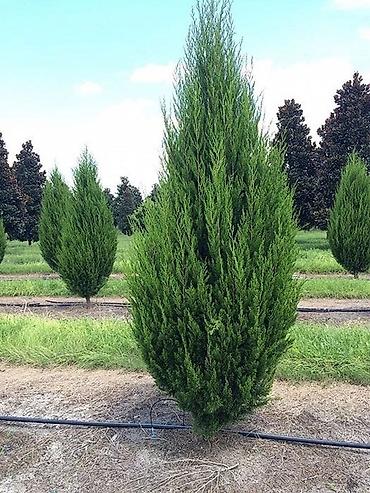 green grow: ТУЯ СМАРАГД местные выращенные в Кыргызстане 100% приживаемость!!! — 8