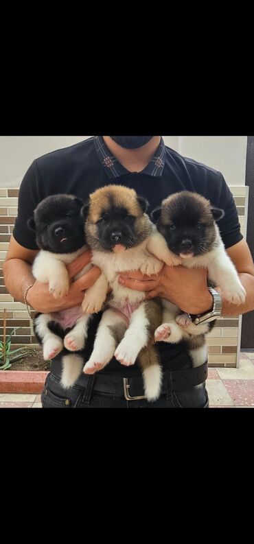 2 ayliq cuceler: Akita-inu, 2 ay, Erkek, Peyvəndli, Ödənişli çatdırılma