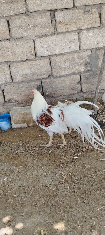 Inəklər, öküzlər: Xoruz, Yapon, il: 1