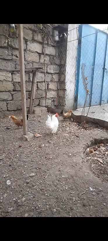 toyuq satışı: Toyuq, Damazlıq — 3