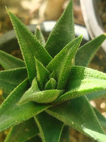 bitkilər: Suculent – Haworthia (yığcam rozetli) - Bitki tipi: Suculent — 1