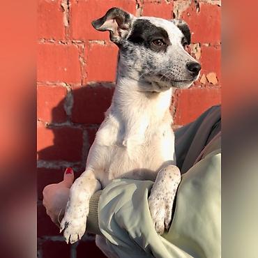 Отдам даром собаку: Собака даром: Дворняжка, 4 месяца, Самка, С прививкой — 1