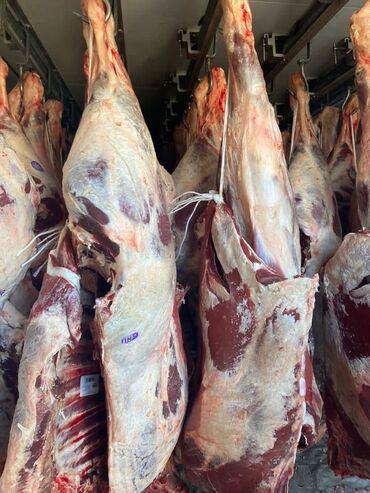 рыба живая: Куплю | Коровы, быки, Лошади, кони, Другие с/х животные | Круглосуточно, Любое состояние, Забитый