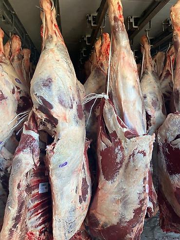 Животные: Колбасный цех, Частное лицо : Коровы, быки, Лошади, кони, | Круглосуточно, На забой, на мясо, Забитый — 2