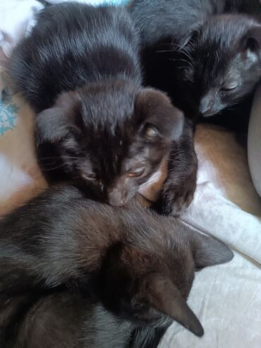 Отдам даром кошку: Кошка даром: Скотиш Фолд (Шотландская вислоухая), 4 месяца, Девочка, Приучена к лотку — 9