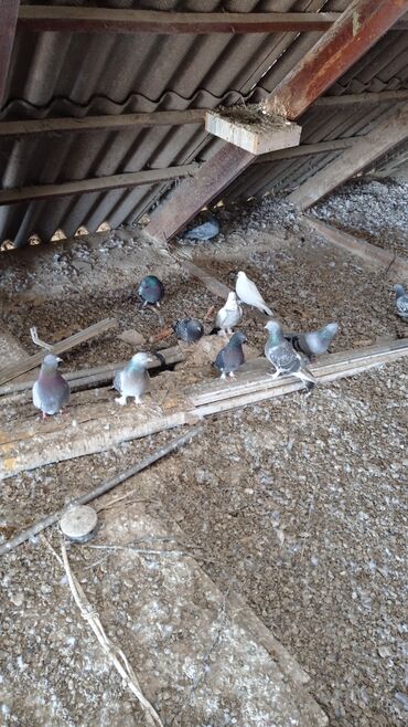 Животные: Продаю голубей Турецкую и Иранскую такла от 500 сомов