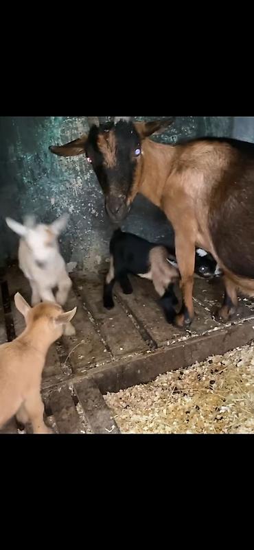 Keçilər, çəpişlər: Satılır: süd keçisi bala ilə Xüsusiyyətlər: - Ana keçi qəhvəyi-qara — 10