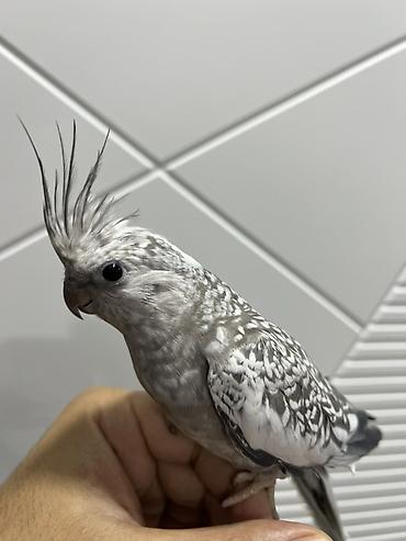 Korella Nadir rəngdədir 4-5 rəng calarındadır Dişidir 9-cu aylıqında