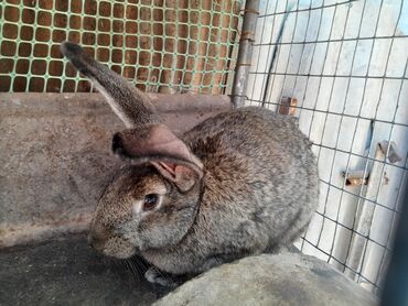 Кролики: Продаю | Крольчиха (самка)