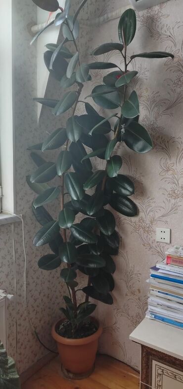 Другие растения: Böyüdülmüş dekorativ otaq bitkisi – Ficus elastica (Kauçuk ağacı). -