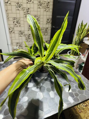отургучтар бу: Драцена-розетка из 8-10 листьев; длина листьев ориентировочно 35-50