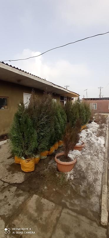 Туя: СРОЧНО ПРОДАЮТСЯ ТУИ❗❗❗ 200 ШТУК❗❗❗ СОРТ КНИЖКА — 10