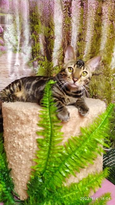 Продажа кошек: Красивейшие Бенгальские котята . разный возраст. Большой — 3