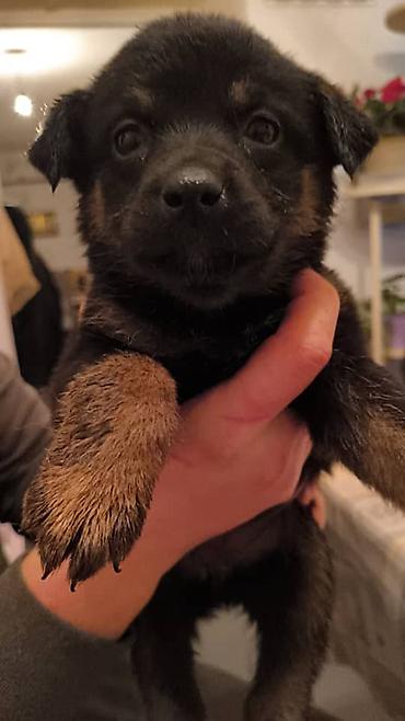 Отдам даром собаку: ПРИЮТ СОБАЧЕК большой выбор много красивых щенков и умных собак. ВСЕ — 21