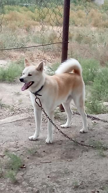 alabay iti satisi: Akita-inu, 11 ay, Erkək — 8