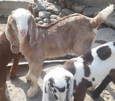 Козы, козлы: Продаю | Коза (самка), Козёл (самец), Козлёнок | Битал | Для разведения — 11
