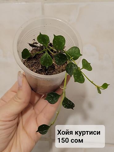 Хойи: Хойи
Цены и названия на фото — 5