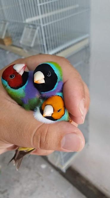 quş: Gouldian finch ispinozları satılır bu quşların yalnız balaları satılır — 1